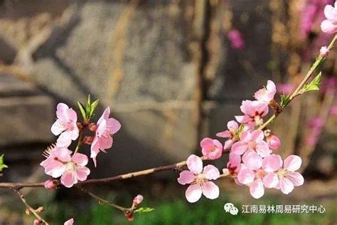 偏桃花意思|詳細解釋什麼是正偏桃花和桃花劫桃花煞